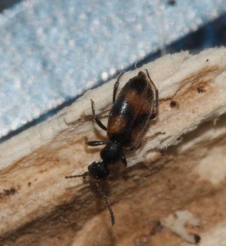 Réf. 312 814 : Anthicus antherinus